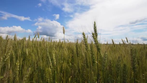 Campo de trigo no campo. — Vídeo de Stock