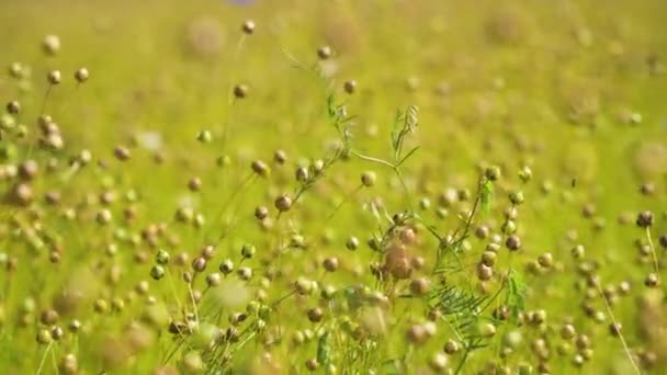 Paisagem de verão, um campo de linho — Vídeo de Stock