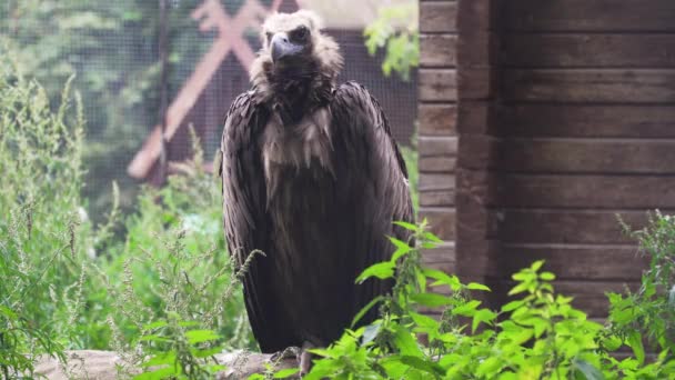Griffin Vulture Gyps fulvus. — Stock Video
