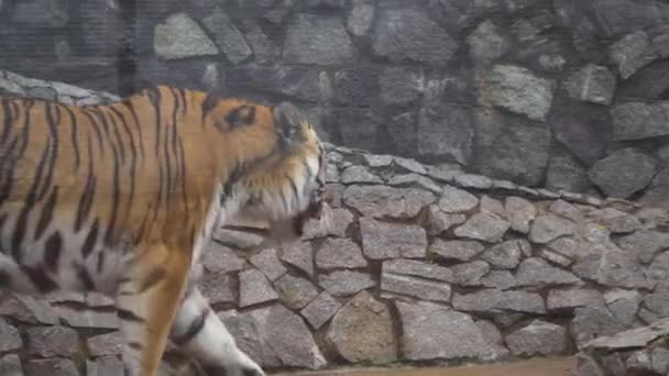 Большой тигр в зоопарке . — стоковое видео