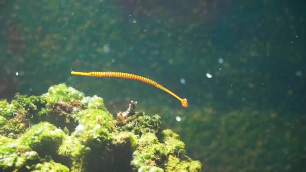 Thorny Seahorse em seagrass — Vídeo de Stock