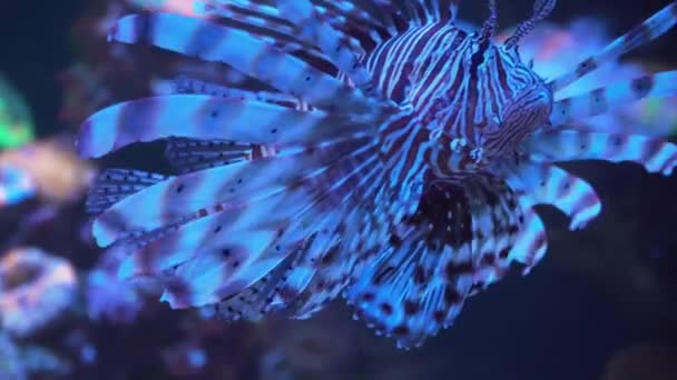 Peces león, arrecife de coral bajo el agua . — Vídeos de Stock