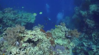 Mercan ve tropikal balık. Bali, Endonezya.