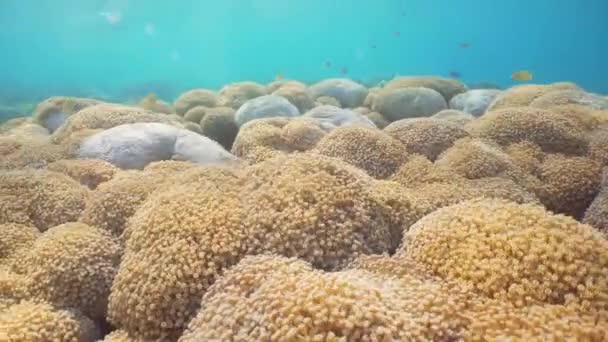 Arrecife de coral y peces tropicales. Bali, Indonesia . — Vídeos de Stock