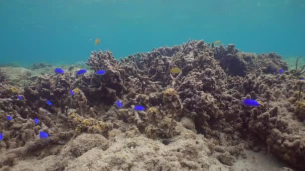 Arrecife de coral y peces tropicales. Bali, Indonesia . — Vídeos de Stock