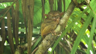 Komik Filipinli tarsier Tarsius syrichta. Bohol Filipinleri