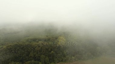 Sis yağmur ormanları. Jawa Adası, Endonezya. Stok görüntüleri