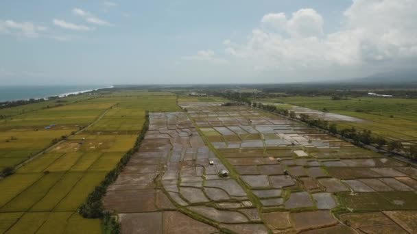 Bali 'de pirinç terasları. — Stok video