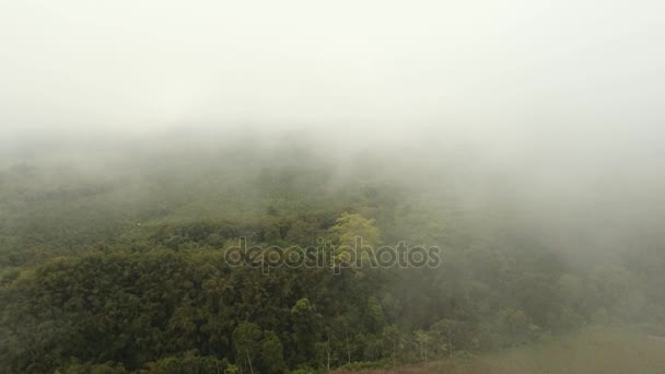 Regenwoud in de mist. Jawa eiland, Indonesië. Stock Footage — Stockvideo