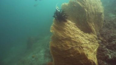Mercan ve tropikal balık. Bali, Endonezya.