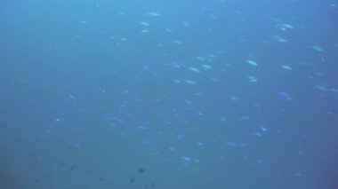 Mercan ve tropikal balık. Bali, Endonezya.