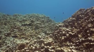 Mercan ve tropikal balık. Bali, Endonezya.
