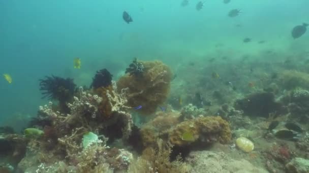 Korálových útesů a tropických ryb. Bali, Indonésie. — Stock video