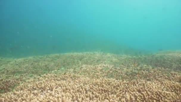 Korallenriffe und tropische Fische. bali, indonesien. — Stockvideo