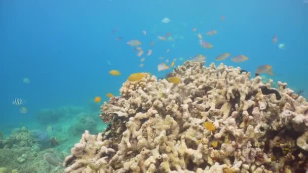 Coral reef and tropical fish. Bali,Indonesia. — Stock Video