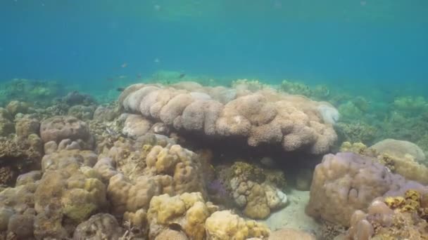 Recifes de coral e peixes tropicais. Bali, Indonésia . — Vídeo de Stock