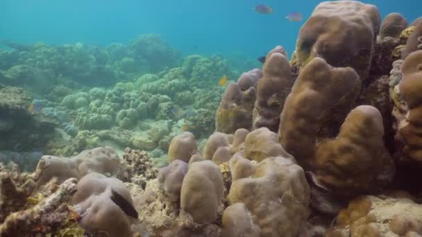 Arrecife de coral y peces tropicales. Bali, Indonesia . — Vídeos de Stock