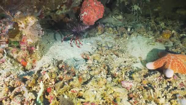 Arrecife de coral y peces tropicales. Bali, Indonesia . — Vídeo de stock