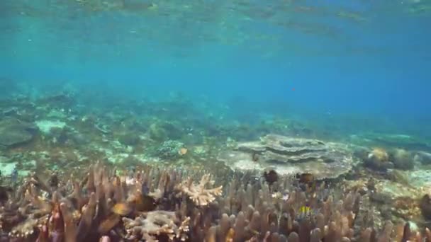 Barriera corallina e pesce tropicale. Bali, Indonesia . — Video Stock