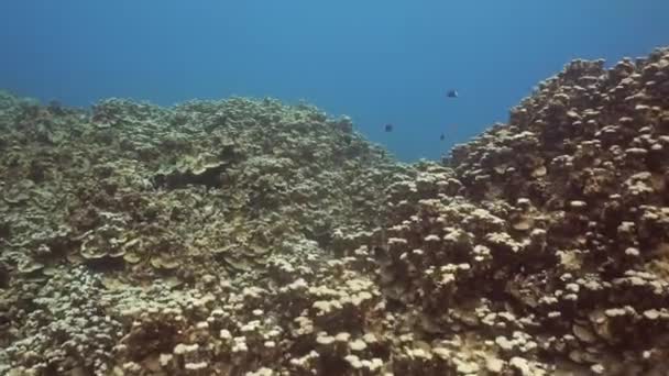 Arrecife de coral y peces tropicales. Bali, Indonesia . — Vídeos de Stock