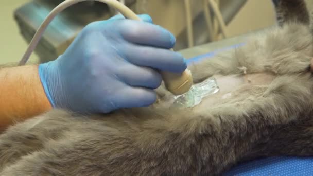 Ultraschalldiagnostik in Tierklinik. — Stockvideo