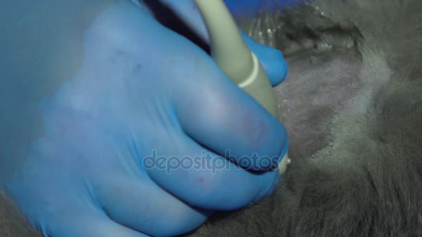 Diagnóstico por ultrasonido en clínica veterinaria. — Vídeos de Stock