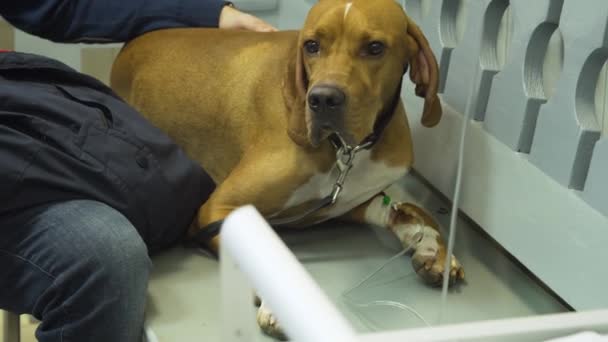 Hond met een katheter in een dierenarts bij de kliniek. — Stockvideo