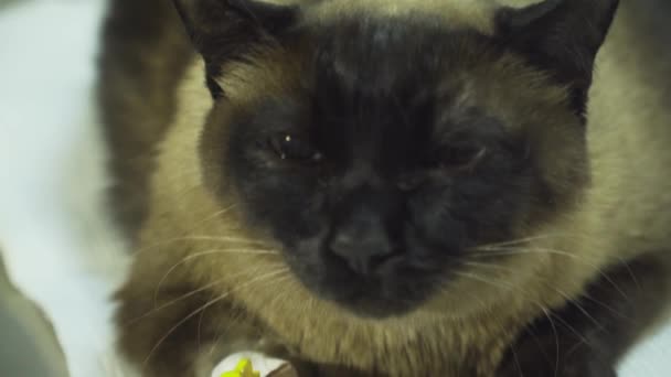 Katze mit Katheter im Tierarzt in der Klinik. — Stockvideo