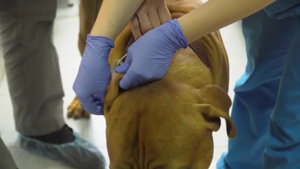 Hond in de veterinaire kliniek. — Stockvideo