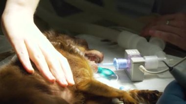 Köpek ameliyathanedeki ameliyat için hazırlar