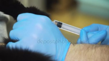 Hayvan hastalıklarıyla ilgili bir enjeksiyon bir kedi yapar..