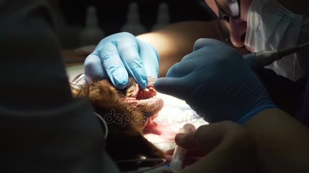 Чищення зубів собаки . — стокове відео