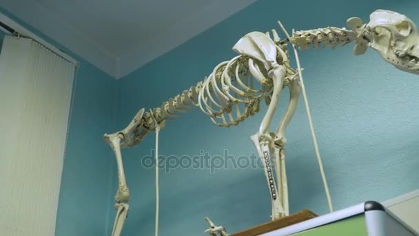 Skelett eines Hundes in Tierklinik — Stockvideo