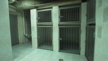 Köpek kafes ameliyat sonrası