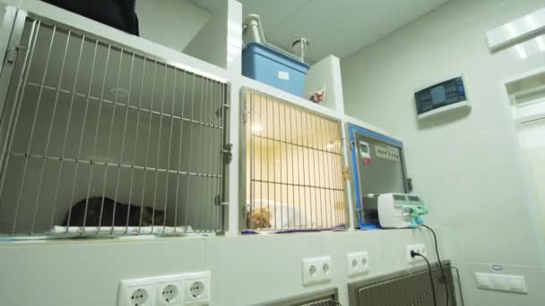 Cão e gato na gaiola após a cirurgia — Vídeo de Stock