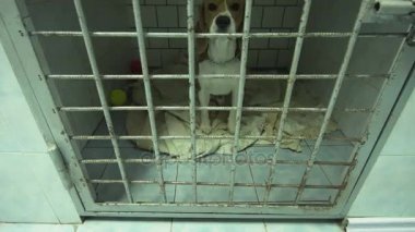 Köpek kafes ameliyat sonrası