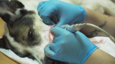 Diş tedavisi, köpeğin dişlerini temizlemek..