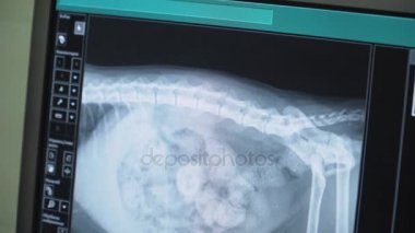 X-ışını imge-in belgili tanımlık köpek.