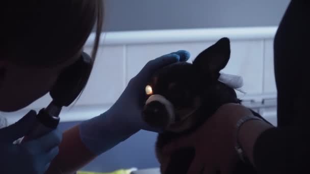 Ветеринарний офтальмолог вивчає очі собаки . — стокове відео
