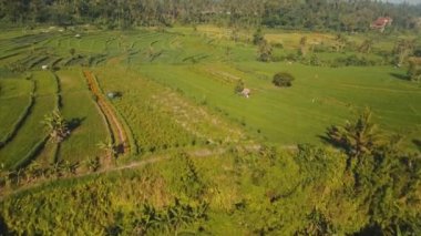 Dağ manzarası ile pirinç Teras alanı Bali, Endonezya