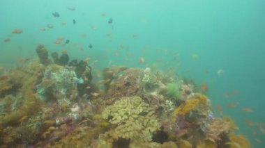 Mercan ve tropikal balık. Bali, Endonezya.