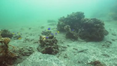 Mercan ve tropikal balık. Bali, Endonezya.