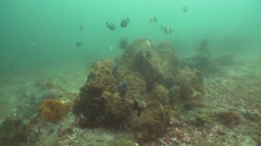 Mercan ve tropikal balık. Bali, Endonezya.