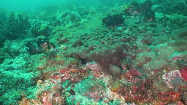 Moray no recife de coral . — Vídeo de Stock