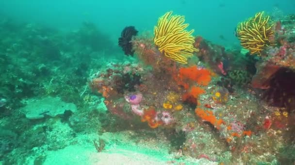 Koral rafa i tropikalna ryba. Bali, Indonezja. — Wideo stockowe