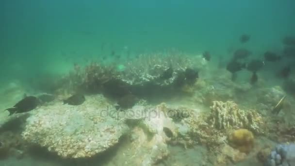 Recifes de coral e peixes tropicais. Bali, Indonésia . — Vídeo de Stock