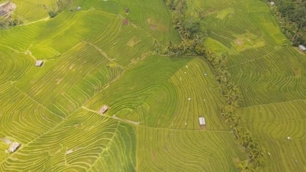 Landskap med risterrass fält Bali, Indonesien — Stockvideo
