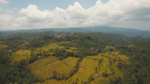 Landschap met rijstterrasveld Bali, Indonesië — Stockvideo