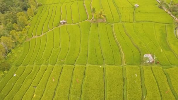 Terrasse rizières, Bali, Indonésie. — Video