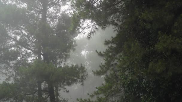 Deštný prales v oblacích, Bali, Indonésie. — Stock video